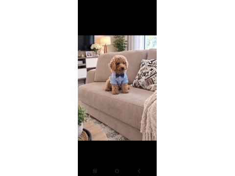 Kucuk yakisiklı poodle