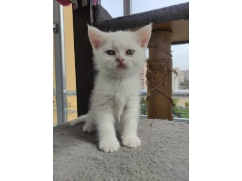 Yavru cins kedi uygun puanlı