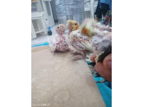 2,5 yaşında erkek ve dişi sultan papağan+3 tane yavru