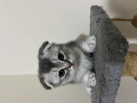 5 adet yavru scottish fold