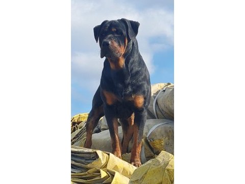 Orijinal rottweiler a kalite anne baba dan yavrular