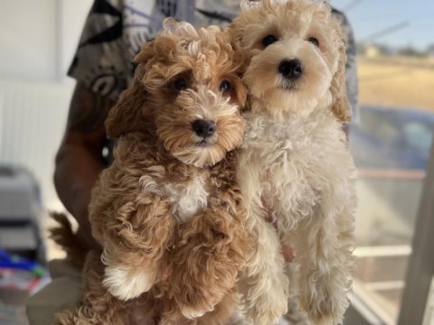 Petmode köpek çiftliğinde wc eğitimli maltipoo lar