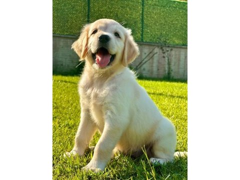 Baby face golden yavruları 