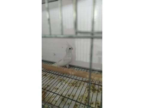 Albino 2 aylık yavru sultan papağanı