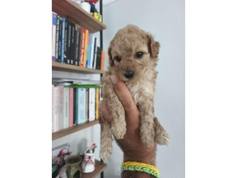Maltipoo bebekler