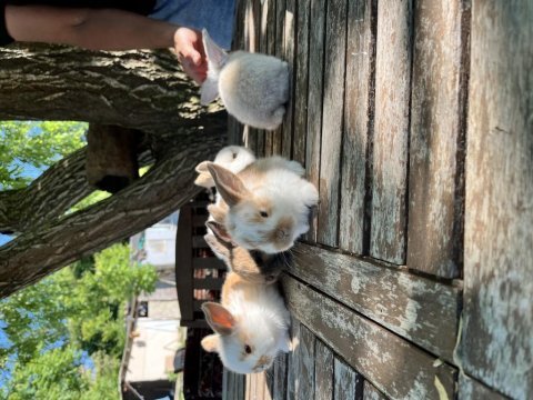 Minilop yavru tavşanlar
