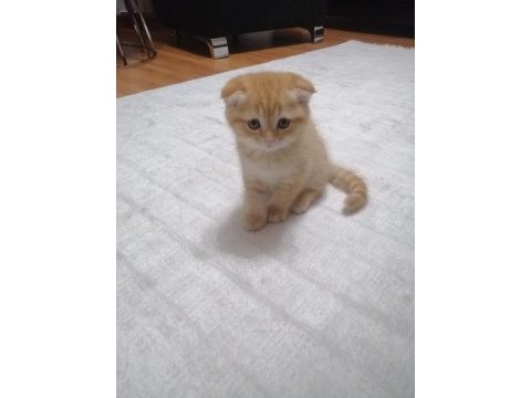 Scottish fold erkek yavrumuz mama ve tuvalet eğitimi tamam