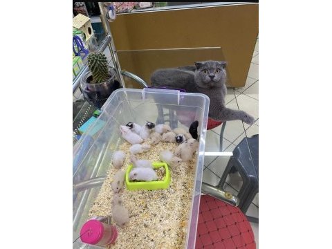 Petshop lara hamster çıkış noktası
