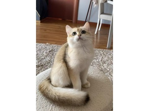Safkan british shorthair golden erkek yavru