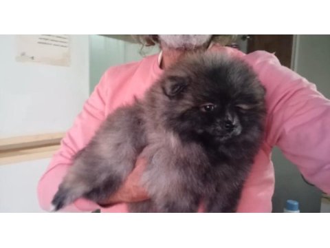 Orijinal pomeranian boo
