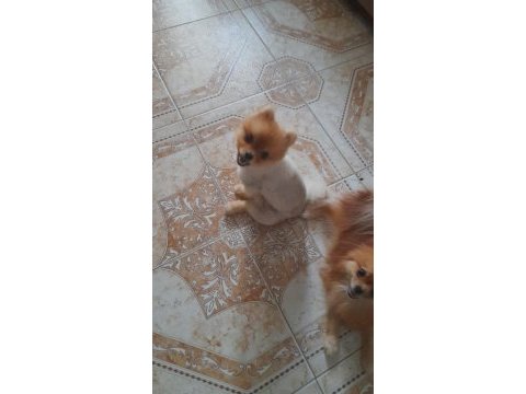 Oğluma benim kadar iyi bakabilecek birini arıyorum köpeğime