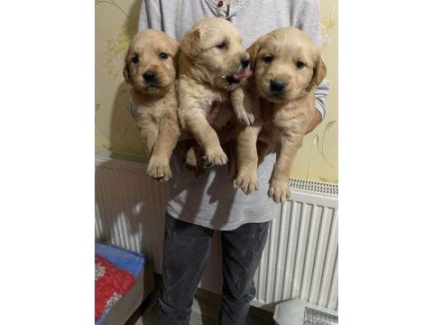 Golden retriever yavruları