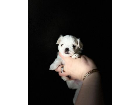 Bichon frise korean uygun