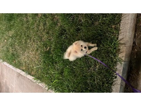 8 aylık pomeranian