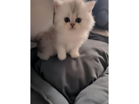 British longhair 58 günlük yavru