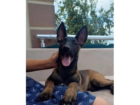Fcı kıf şecereli aşılı ve çipli malinois yavrularım