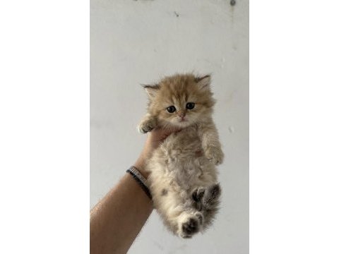 Safkan british shorthair yavrularımız