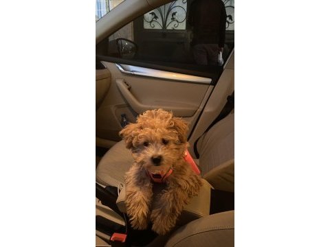 Ankara çipli aşılı kaliteli maltipoo yavru