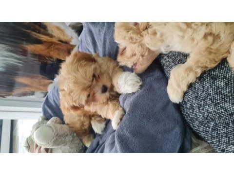 Maltipoo yavrumuz