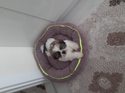 Shih tzu iki aylık dişi yavru