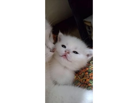 Yavru british shorthair 20 günlük kediler