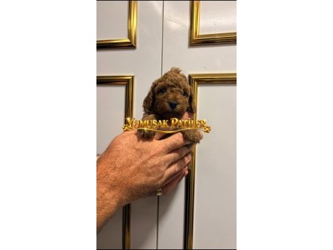 Orijinal toy poodle