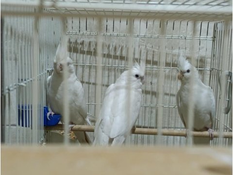 Damızlık albino takım dişi kırmızı göz erkek siyah sultan