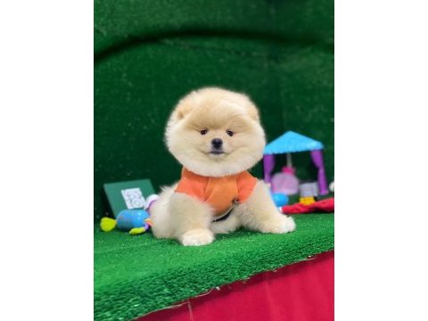 Pomeranian boo yavrularımız