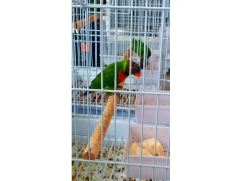 Lori papağanı oyuncu