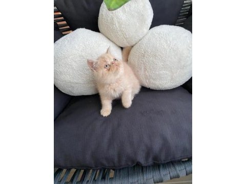 Exotic shorthair - iran persian