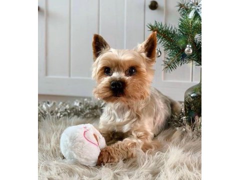 Wc wğitimli full aşılı bakımlı köpeğimiz