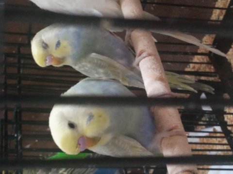 Yeni yeme düşen rainbow muhabbet kuşu yavrular