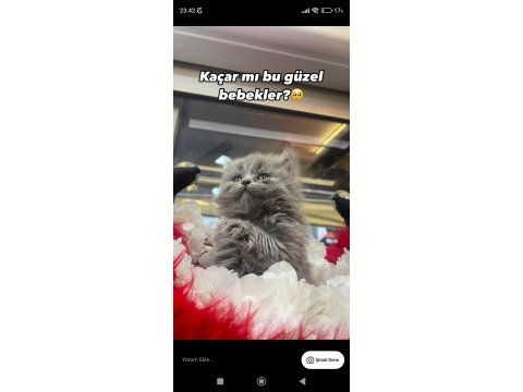 Gri british longhair ve beyaz shorthair yavrumuz