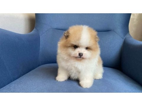 Erkek güzelleri pomeranian