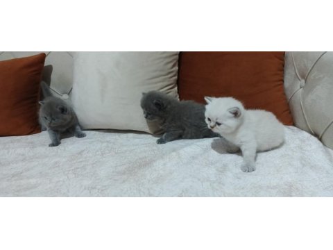 British shorthair kedisi yavrular