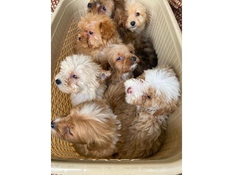 Tatlı maltipoo minikler