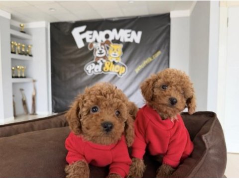 Wc eğitimli orjinal maltipoo yavrular ankara mağaza