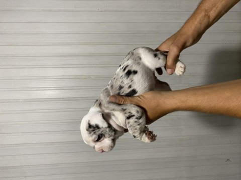 Fransız bulldog yavrularımız erkek dişi mevcut