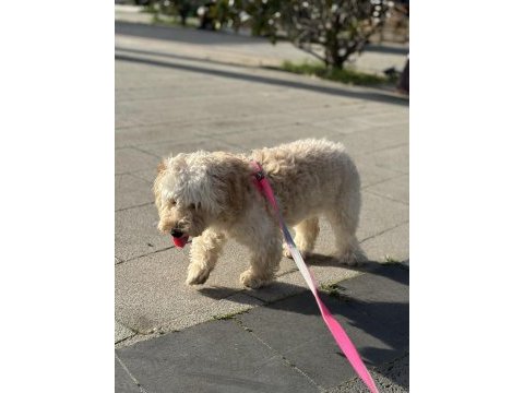 Sevimli maltipoo dostunuz
