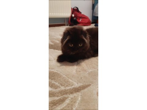 3 aylik tuvalet eğitimli çirkin kral scottish fold