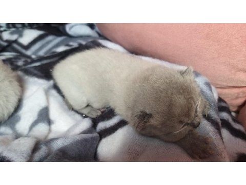 Scottish fold blue point yavrular