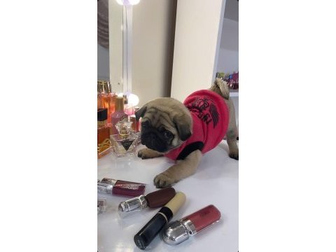Tospik pug oyuncu dişi