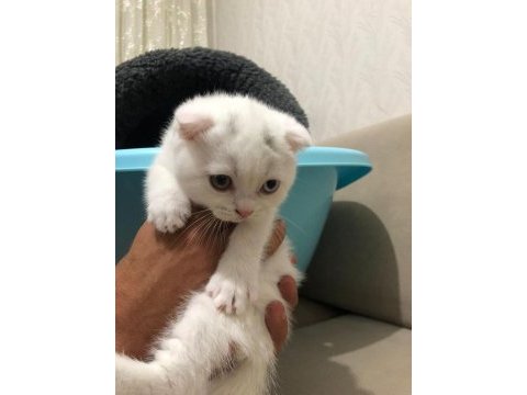 2 adet 1 tane erkek 1 tane dişi 2 aylık scottish fold