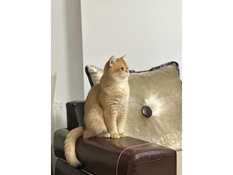 British shorthair ny12