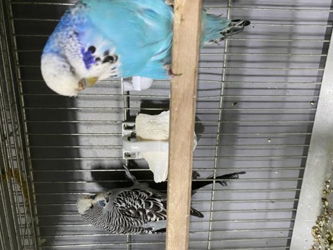 Çift verilecek jumbo a kalite has muhabbet kuşu