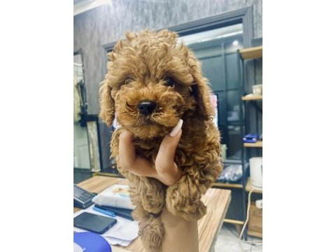 2 aylık red toy poodle
