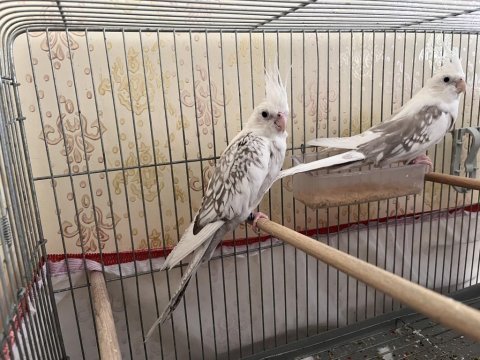 Çift sultan papağanımız