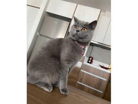 2 aylık british shorthair yavrular