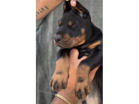 A scrli anne ve babadan üst düzey doberman yavrular