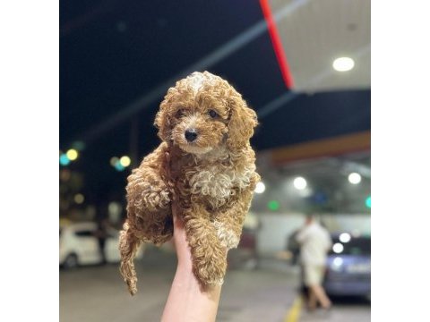 Poodle fotoğraftan çıktığım gün ailen olacağım diyor